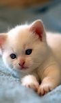 pic for Cute cat 